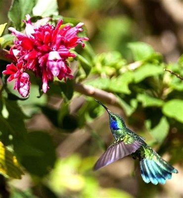 The Flight of the Hummingbird, An Exquisite Tapestry of Nature and Human Emotion